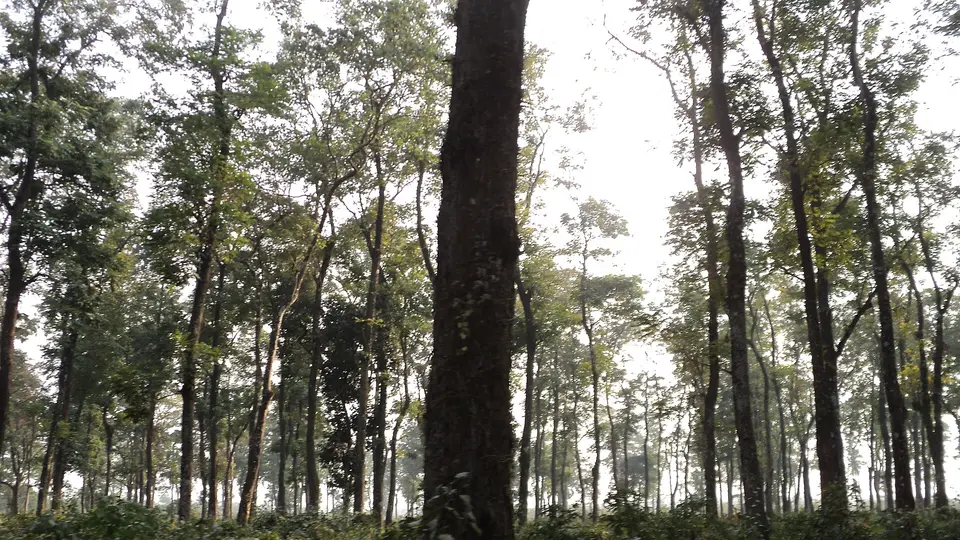 Jaldapara National Park forest, next to Birpara