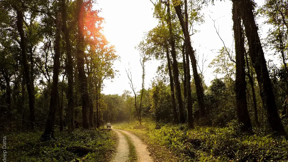 Sal forest at Lataguri, on the edge of Gorumara