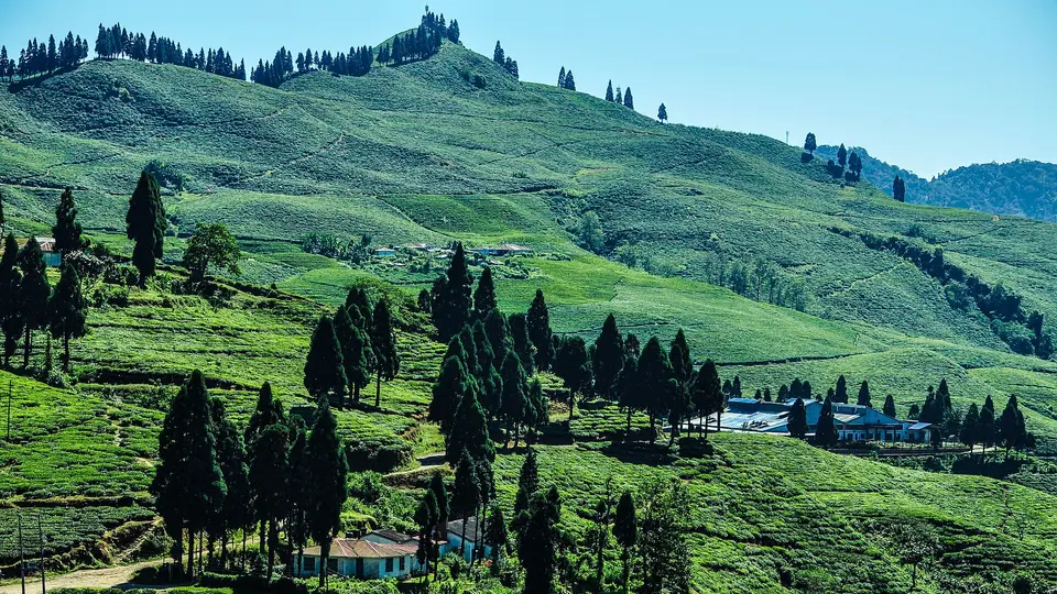 Tea gardens at Kanyam in Ilam district