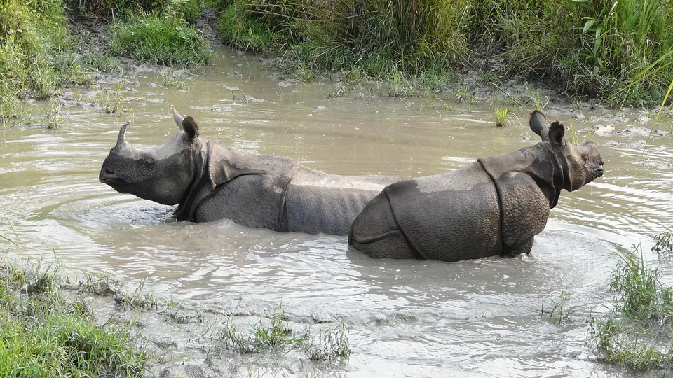 One-horned rhinos wallowing at Jaldapara